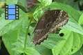 Scene 07_Morpho on Leaf